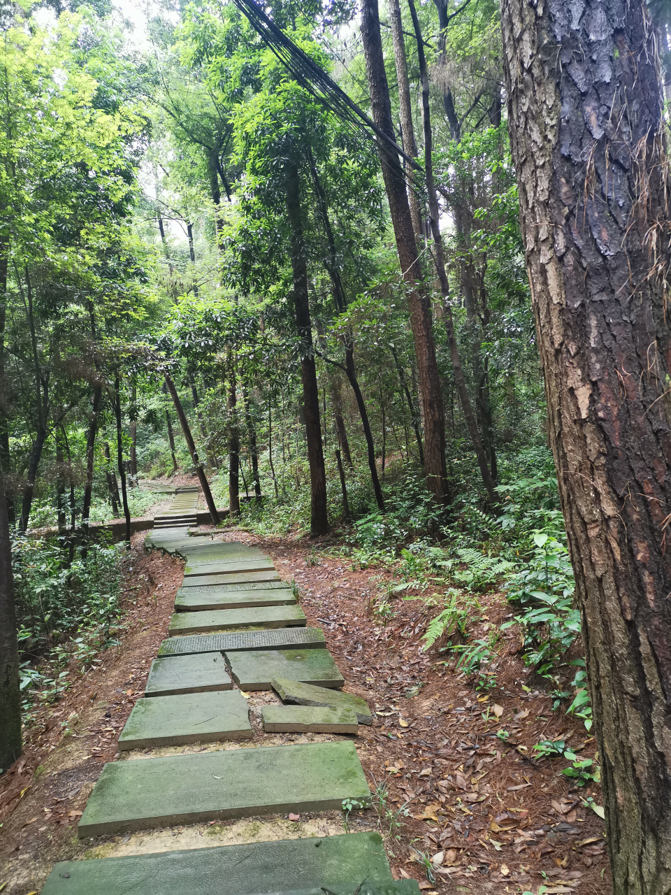 江北铁山坪森林公园图片