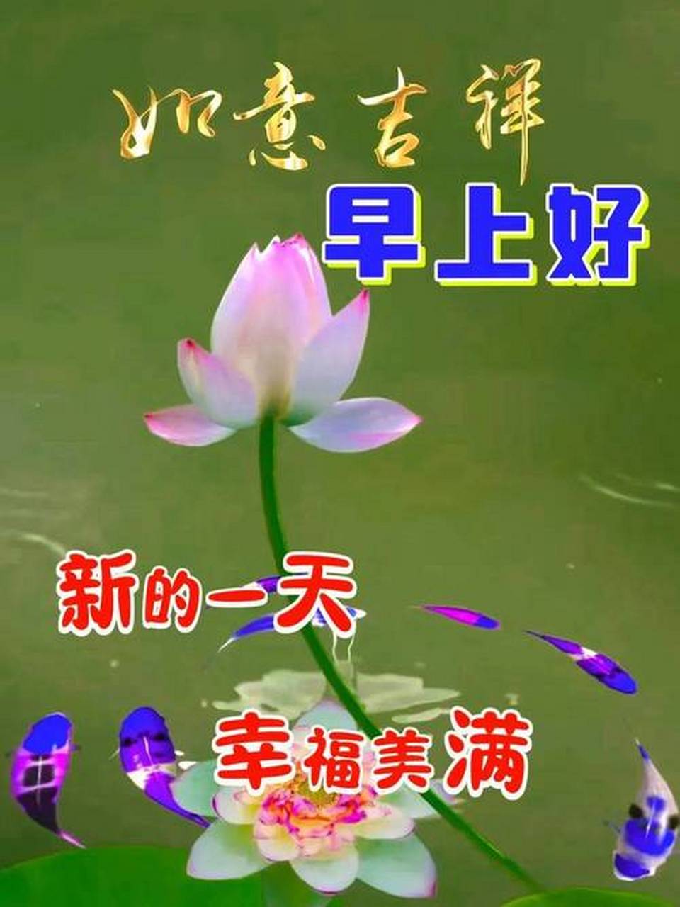 莲花早安图片,祝您荷荷美美,好运莲莲! #今日早安