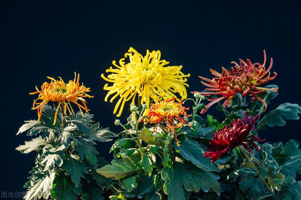 菊花叶枯线虫病怎么防治?菊花叶枯线虫病防治方法
