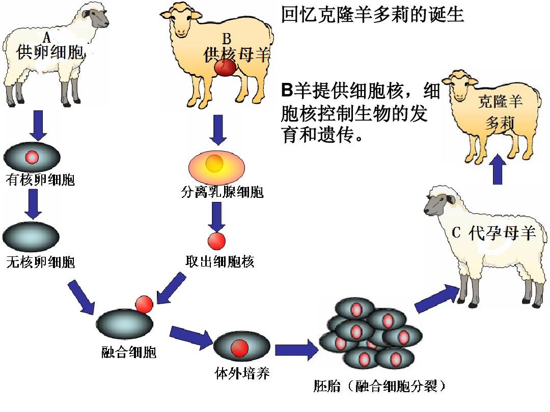 克隆人能活多久图片