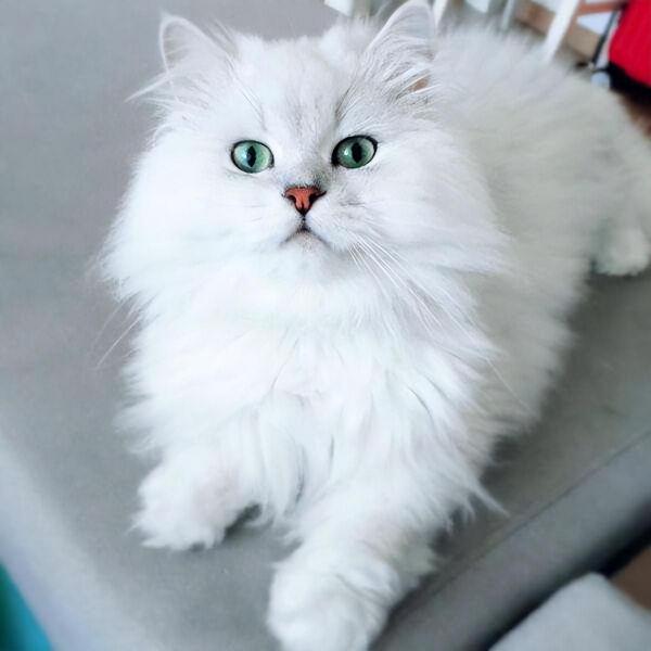 世界十大巨型猫咪