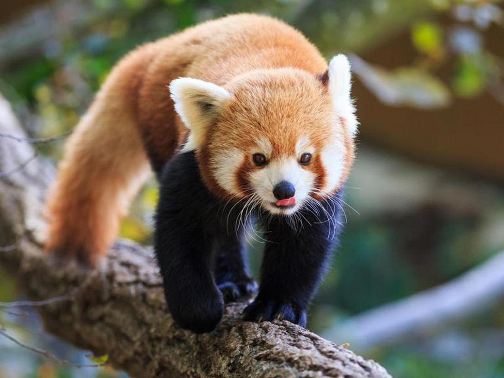 世界上的美丽动物:小熊猫/红熊猫 (red panda)  如果红熊猫不是惊人地