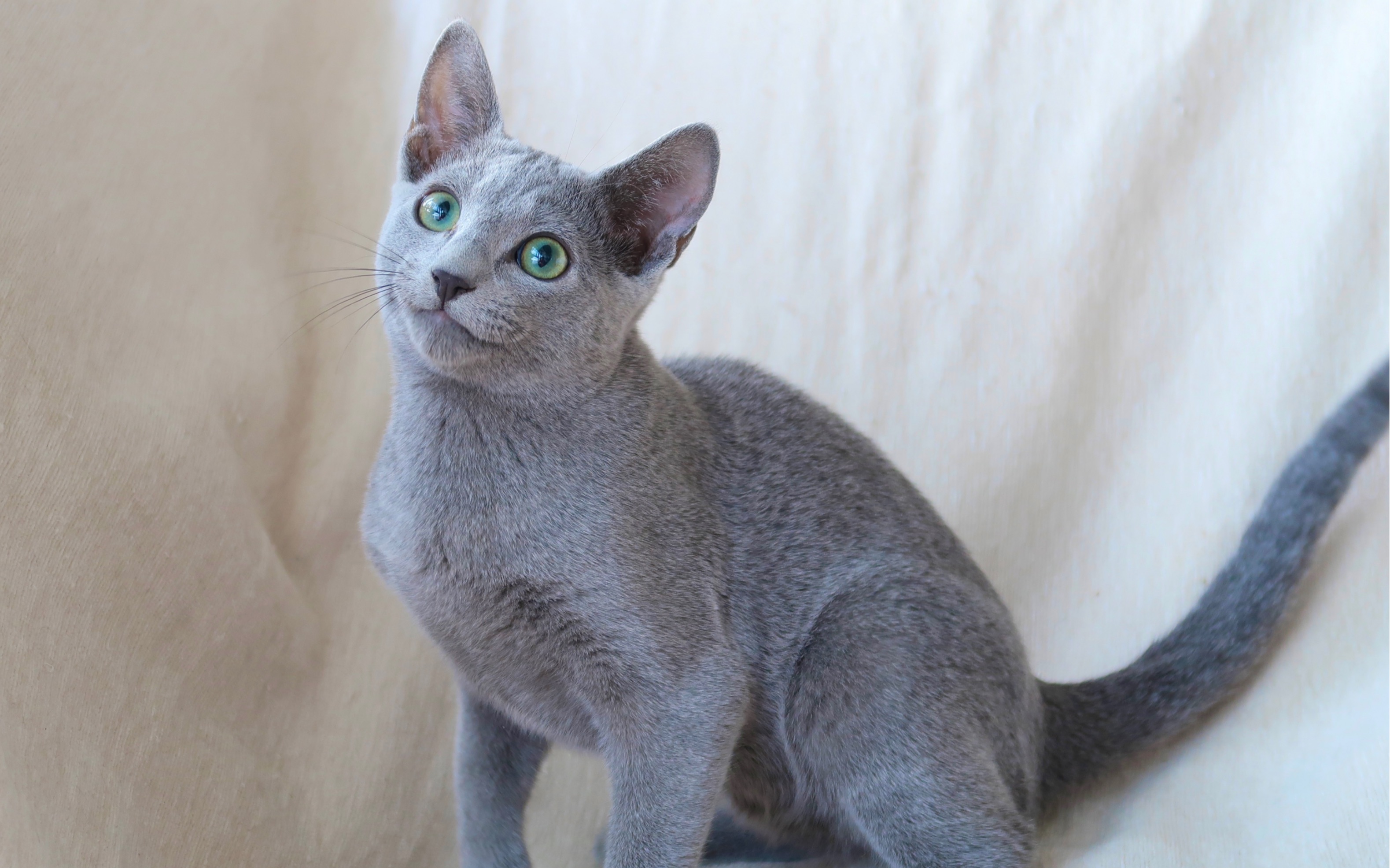 世界十大巨型猫咪