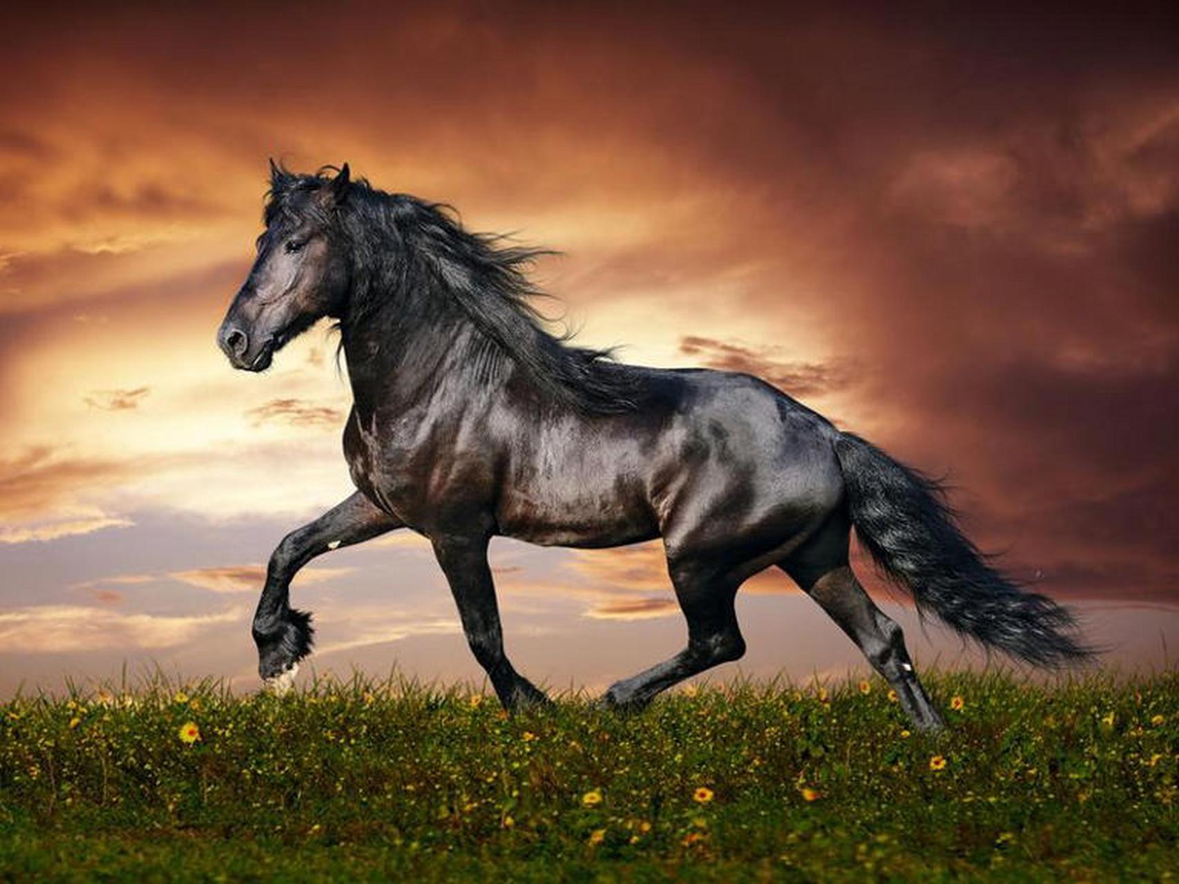 世界上的美丽动物:弗里斯兰马 (friesian horse)  当你观看小说《黑