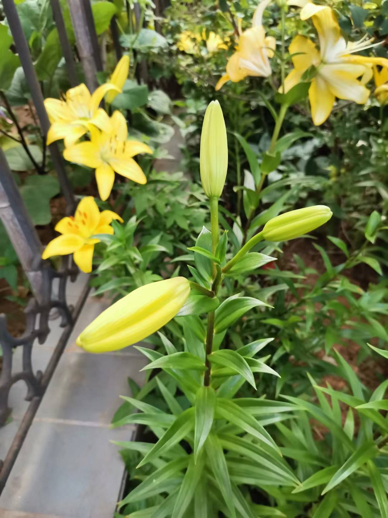 图片欣赏,金黄色的百合花(一)