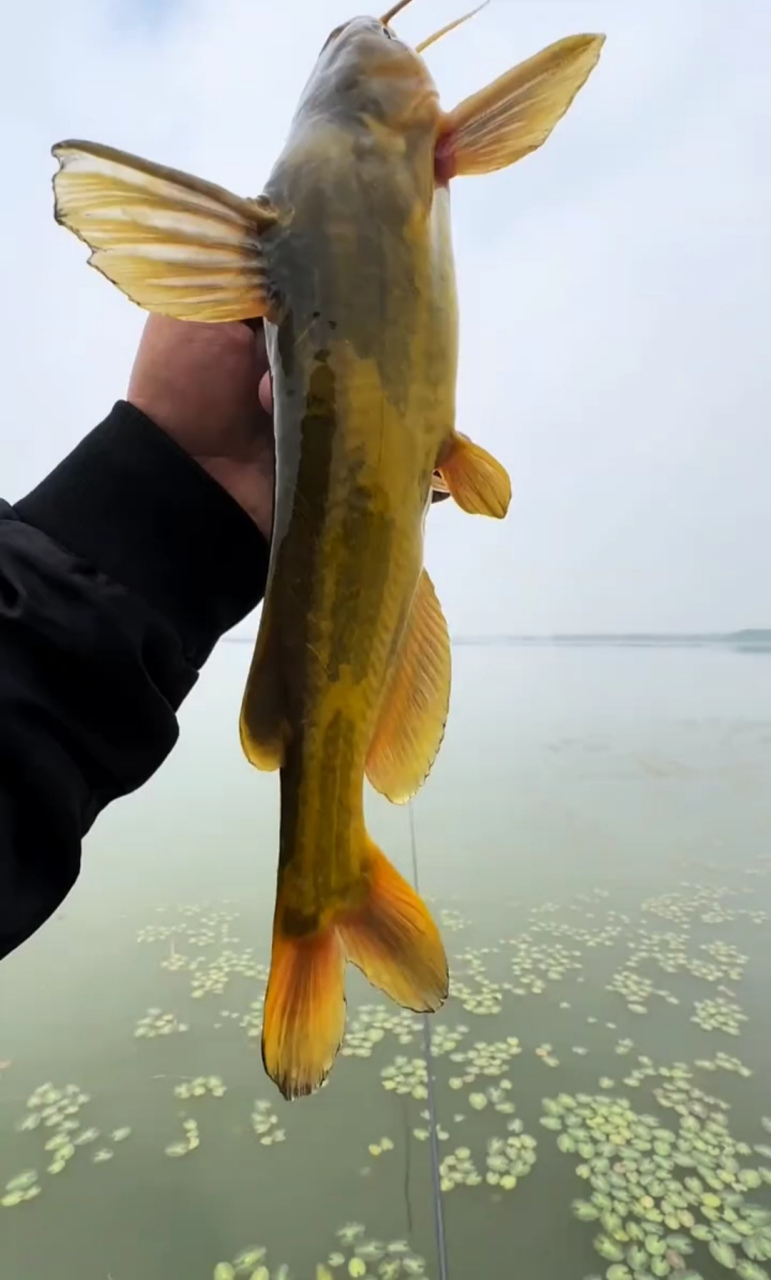 钓到一只超级大黄辣丁,这是真正的黄辣丁吧?