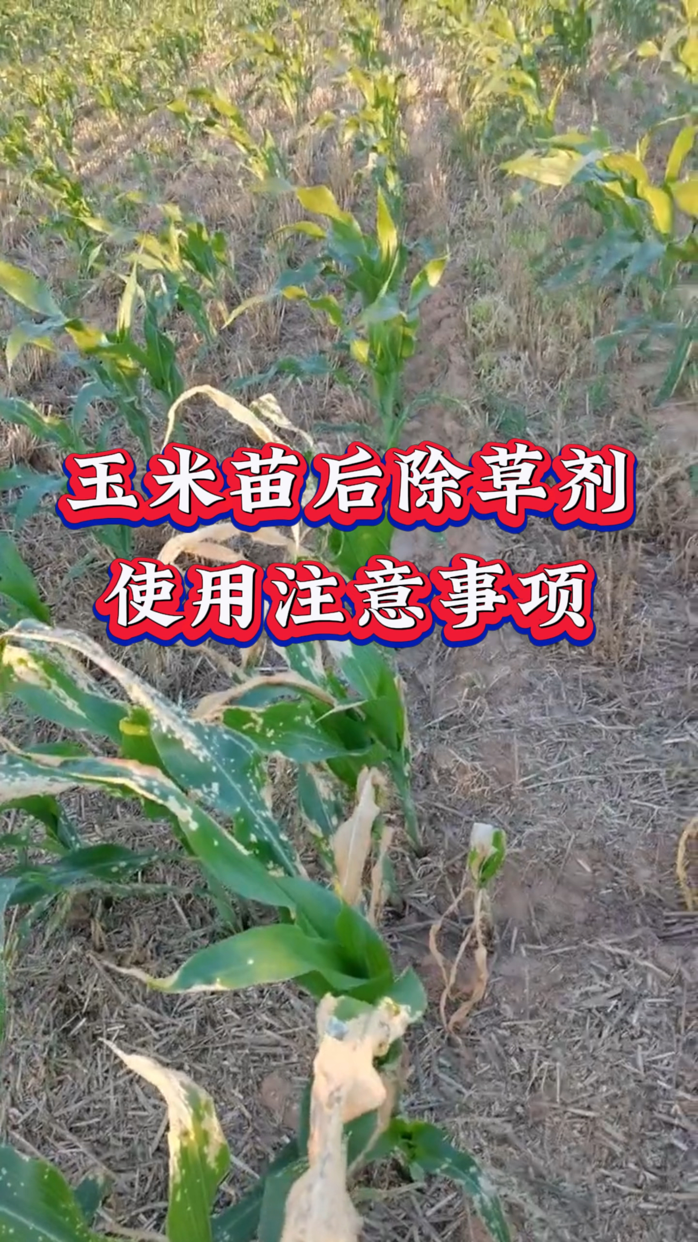 玉米除草剂药害年年说年年发生今天再给老乡们说下使用注意事项-度小