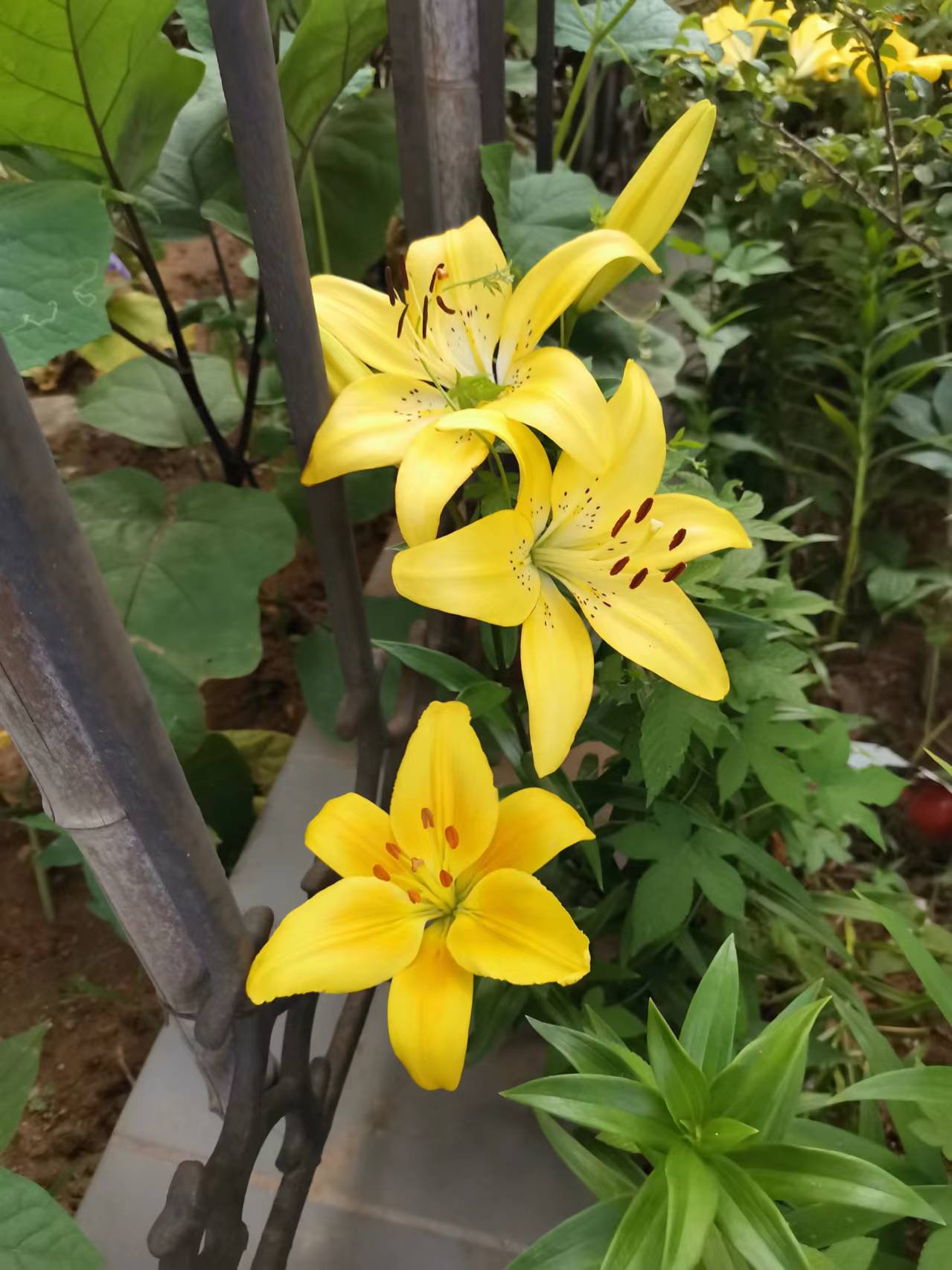 图片欣赏,金黄色的百合花(一)