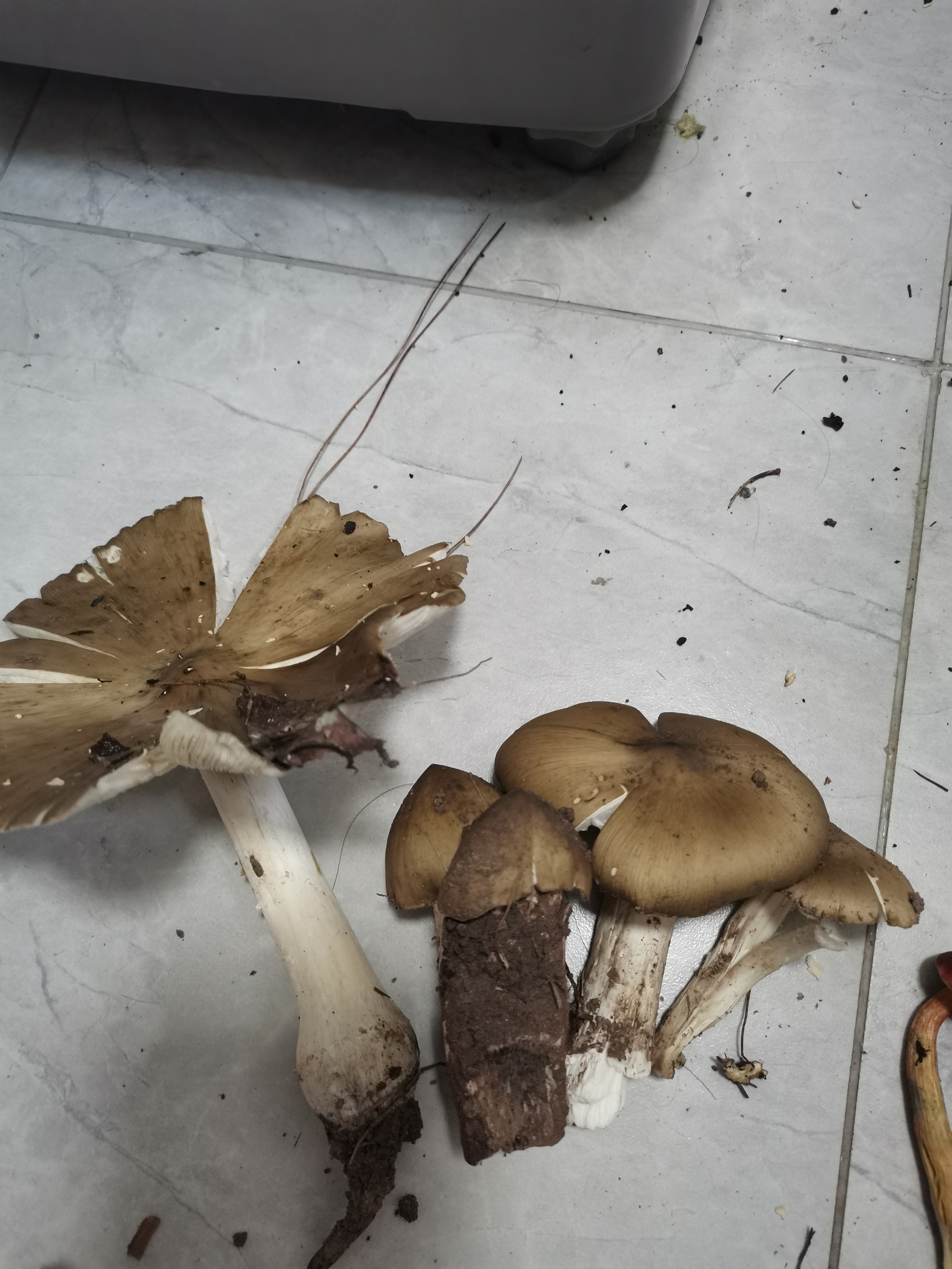 自驾到山顶,山上面有许多农家乐个和山庄,而且铁山坪还可以捡蘑菇哟!