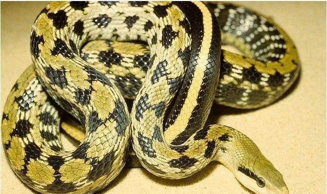 菜花蛇,又名王蛇或松花蛇,以其身上像油菜花一样的斑纹而得名.