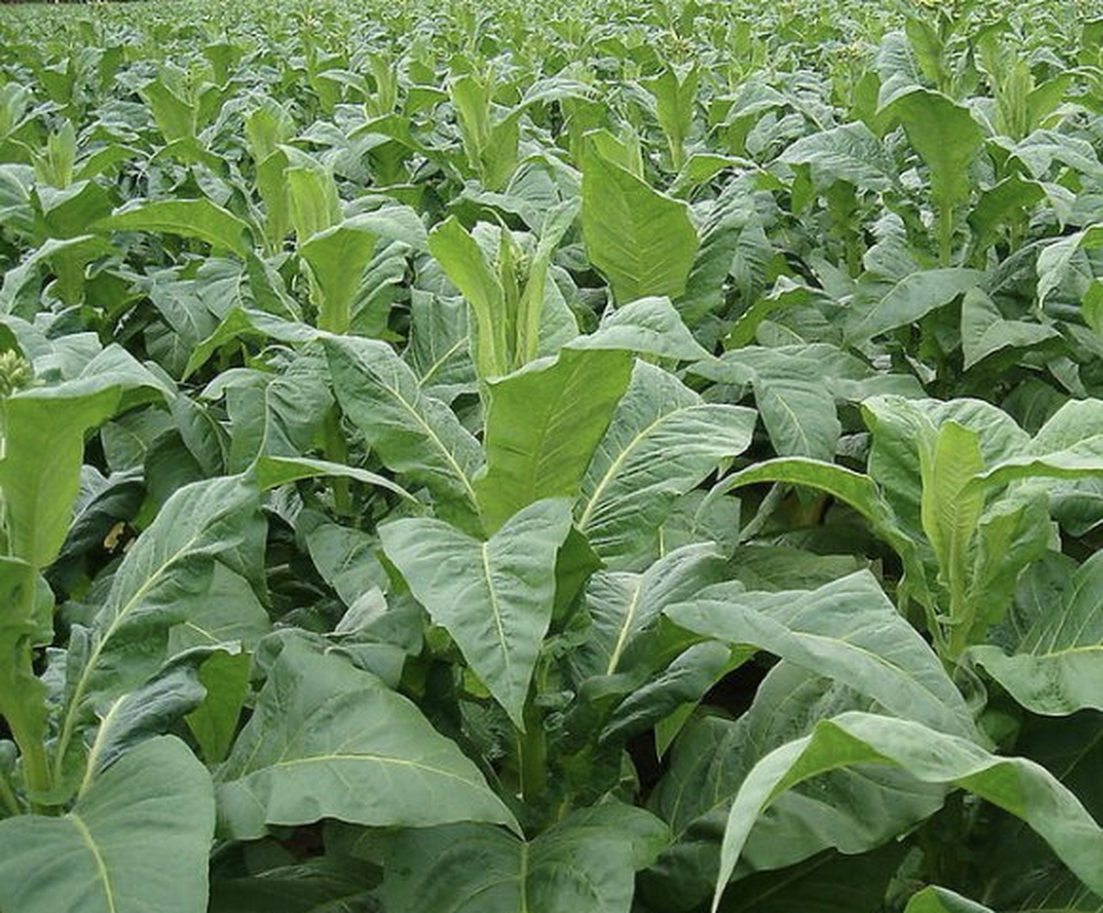 烟叶你看它长的叶子肥大,绿油油的,似乎很嫩,其实它上面是有一层油腻