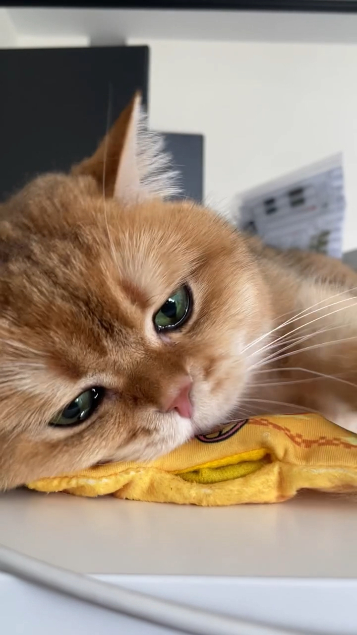 忧郁的小眼神,给委屈哭了!