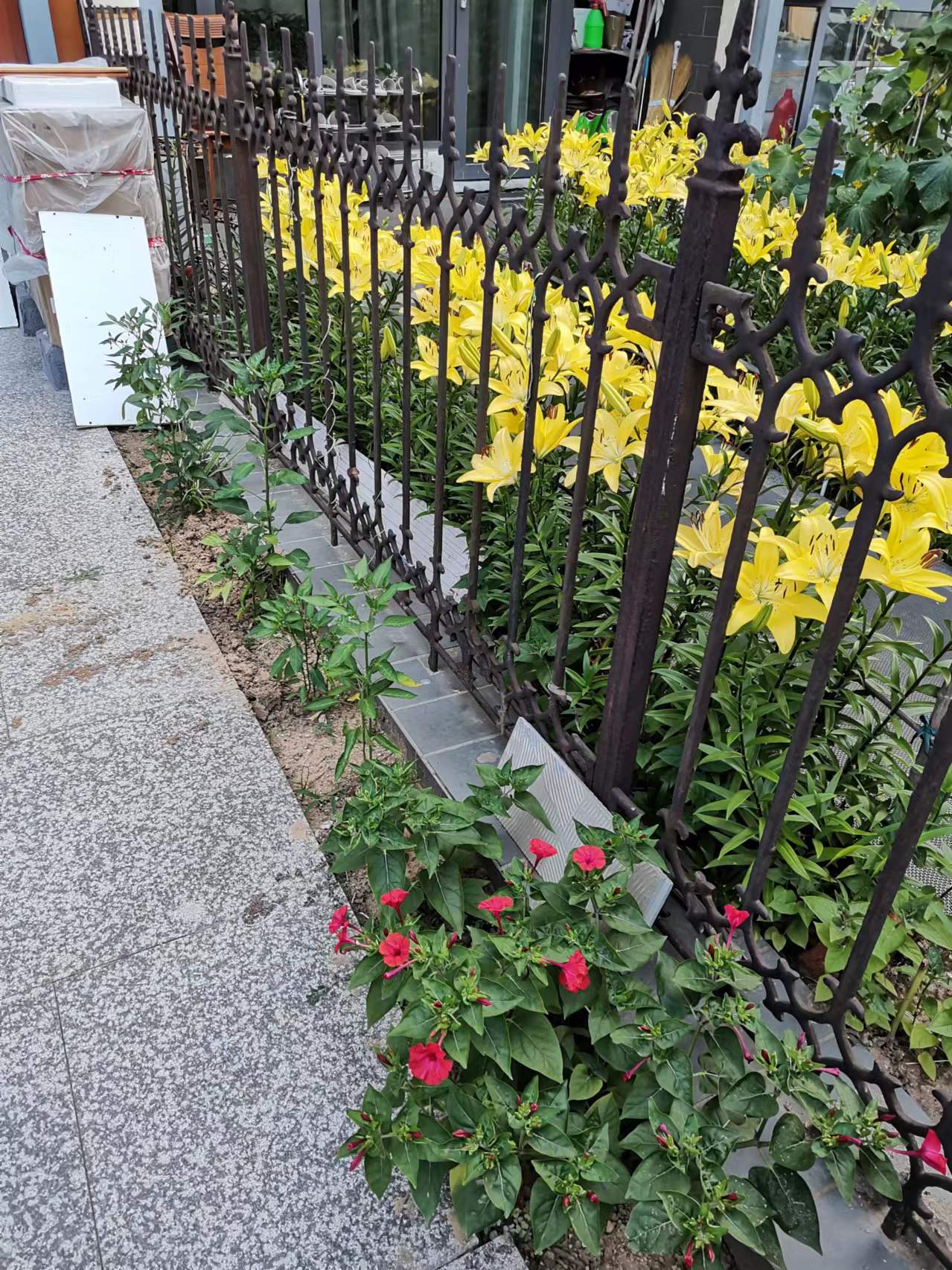 图片欣赏,金黄色的百合花(一)