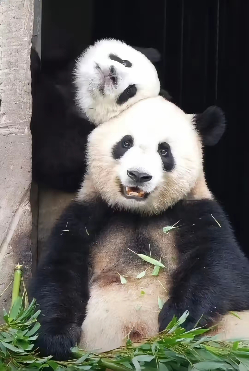 好喜欢这张照片,小五和妈妈天下第一好!