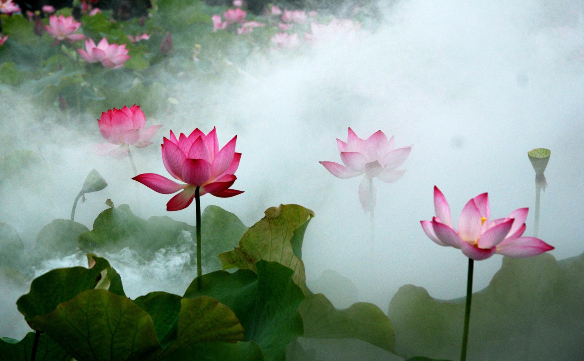 荷香弥漫水生凉你出上联