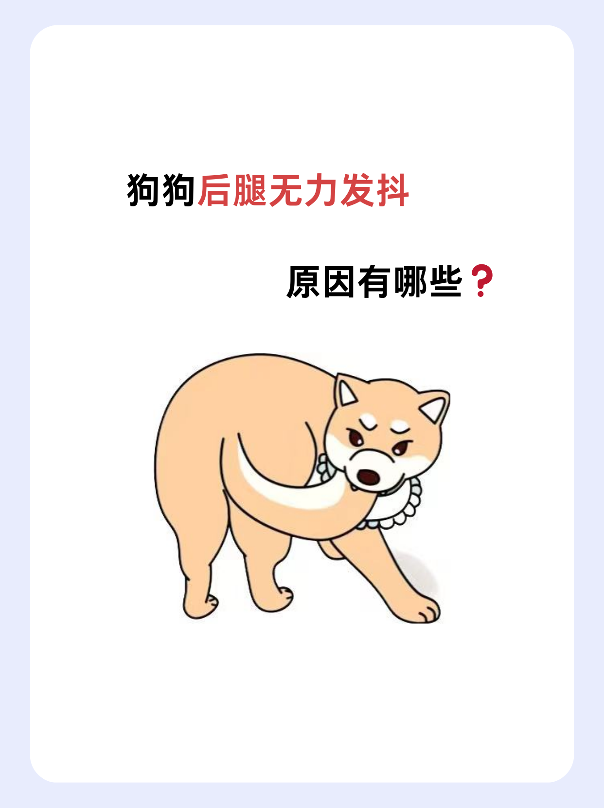 狗狗发抖是什么情况?百科在线