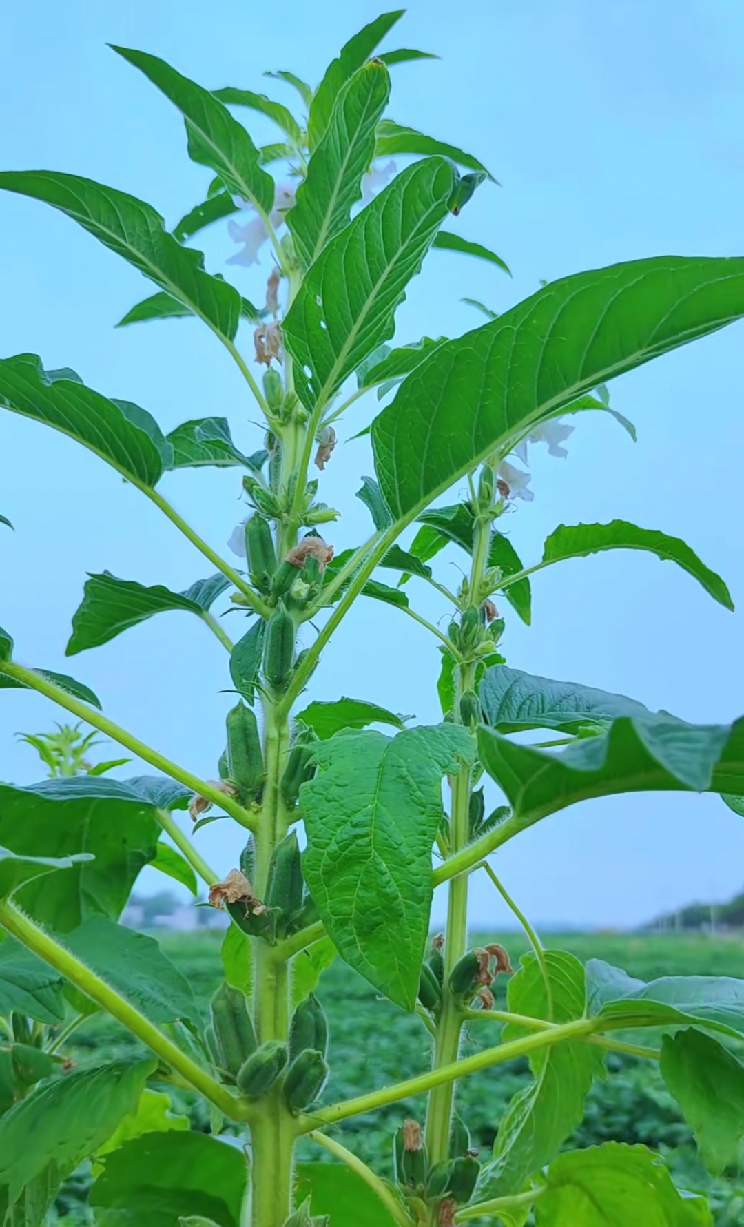 香芝麻叶树图片图片