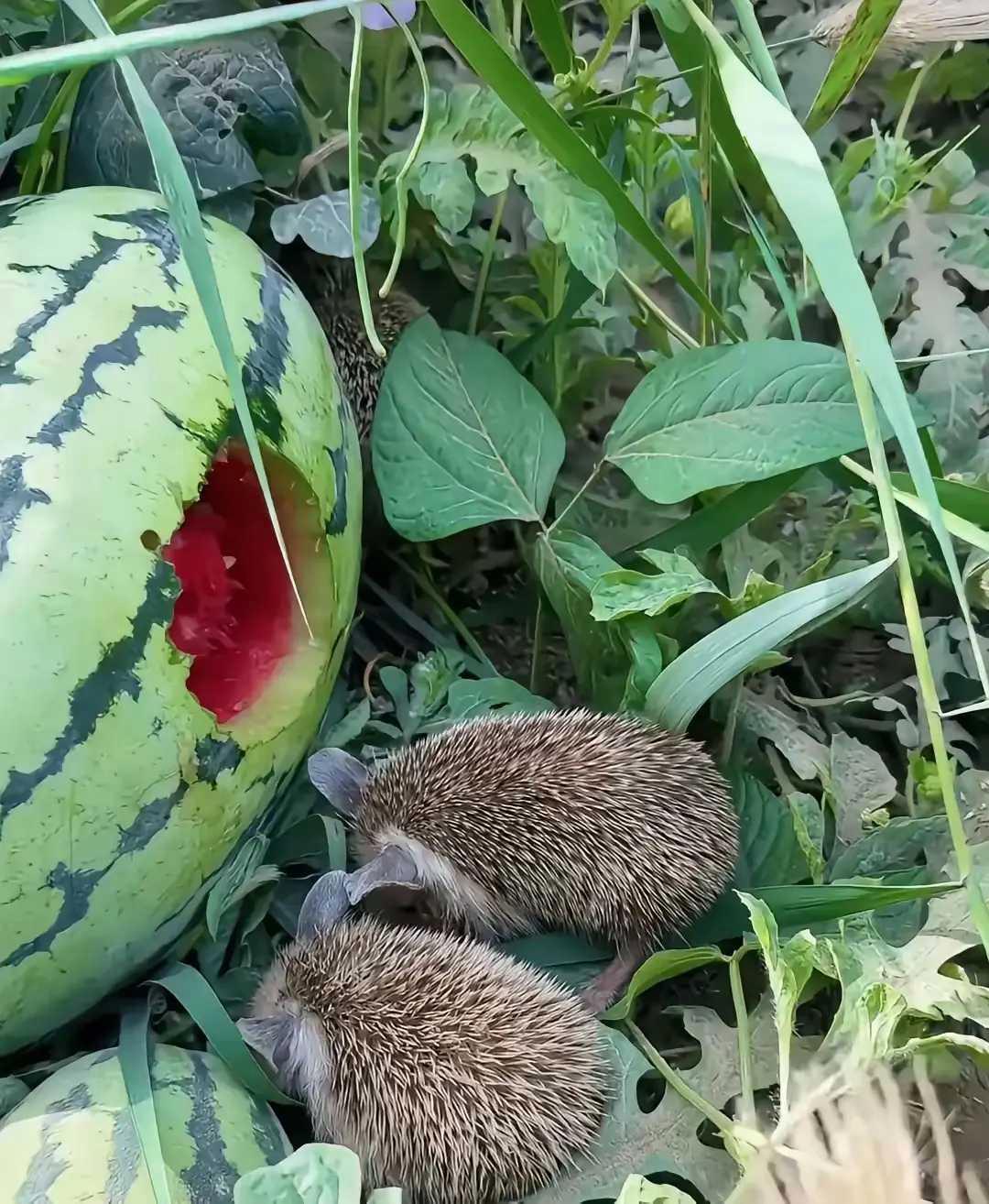 在夏日的黄昏时一群小刺猬偷偷潜入西瓜地里它们圆滚滚的小身子