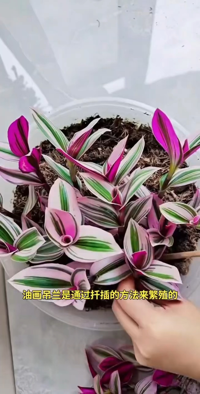 油画吊兰 繁殖图片