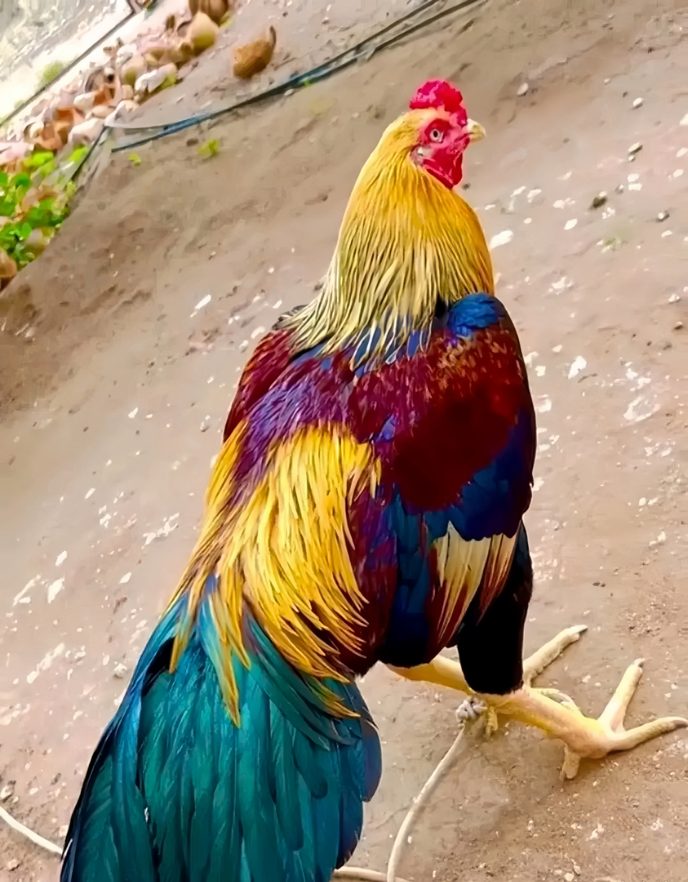 这简直就是公鸡中的"战斗机"呀,都快赶上凤凰啦,那叫一个漂亮得不像话