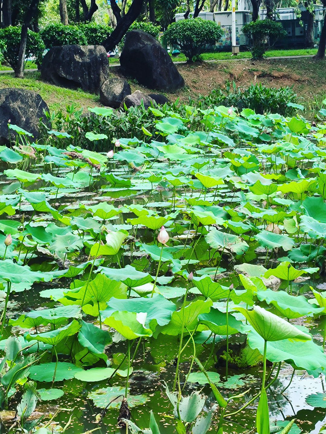番禺南区公园夏荷初放