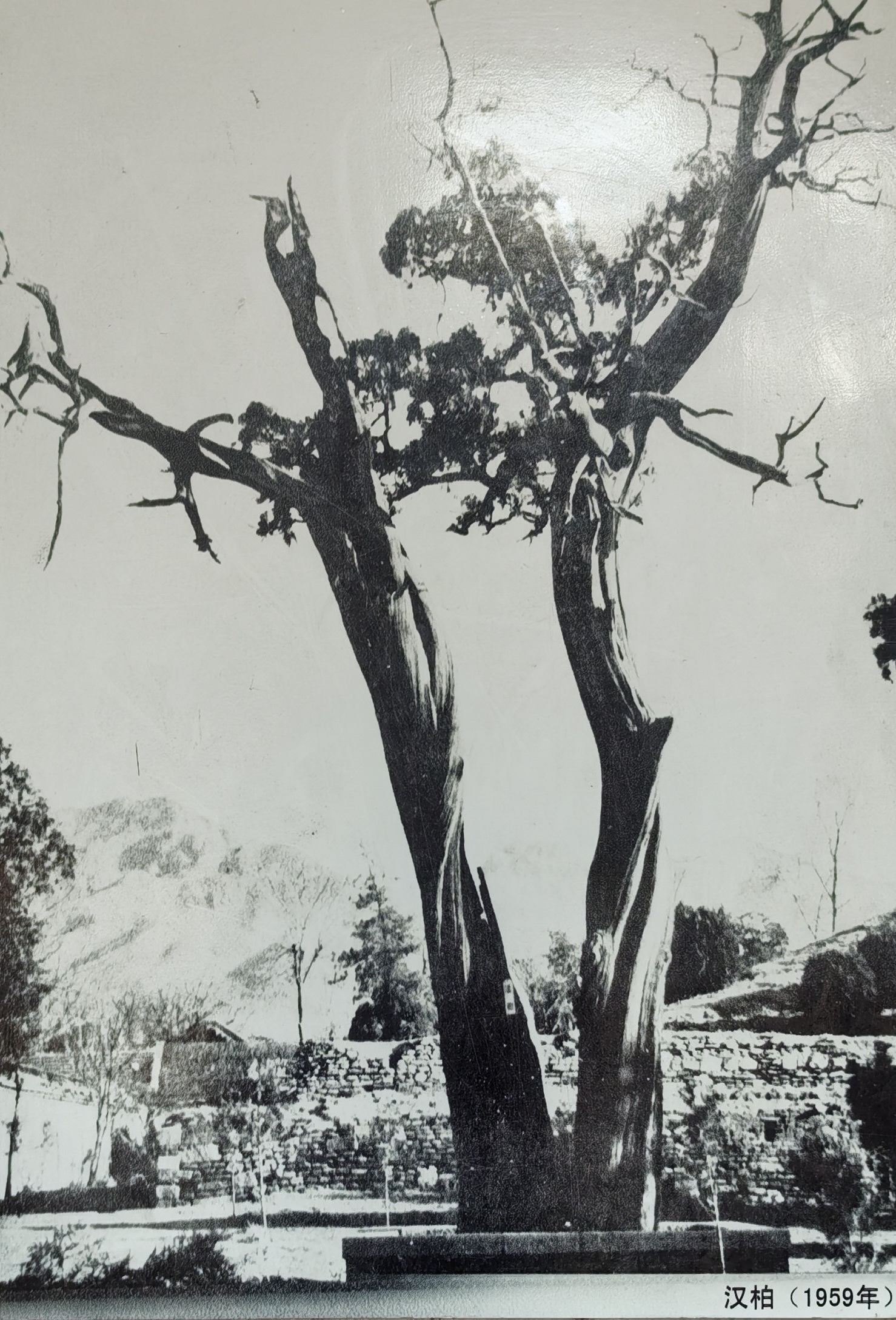 看看泰安岱庙里1959年的汉柏和现在的汉柏城市点评 高考起航