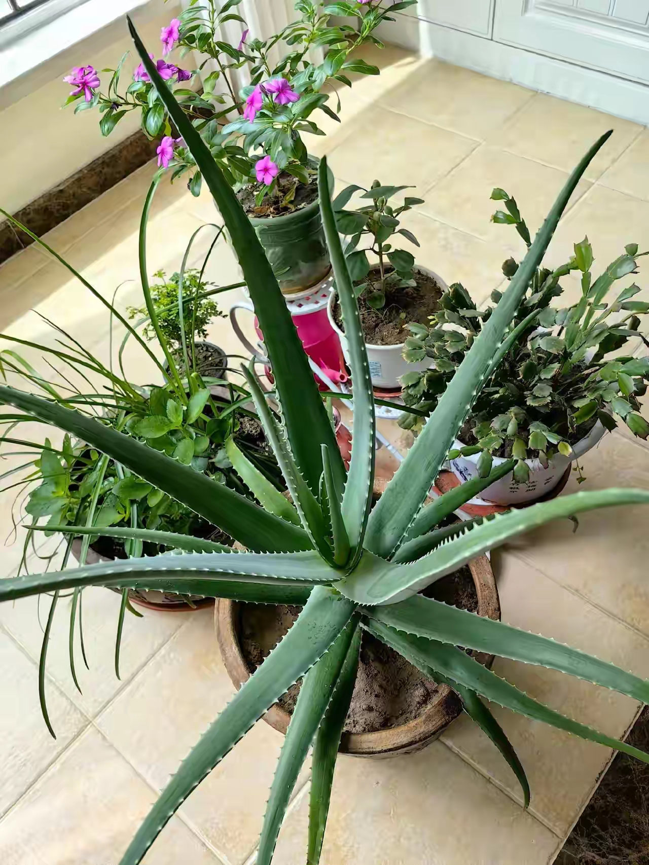 我养的芦荟有1.