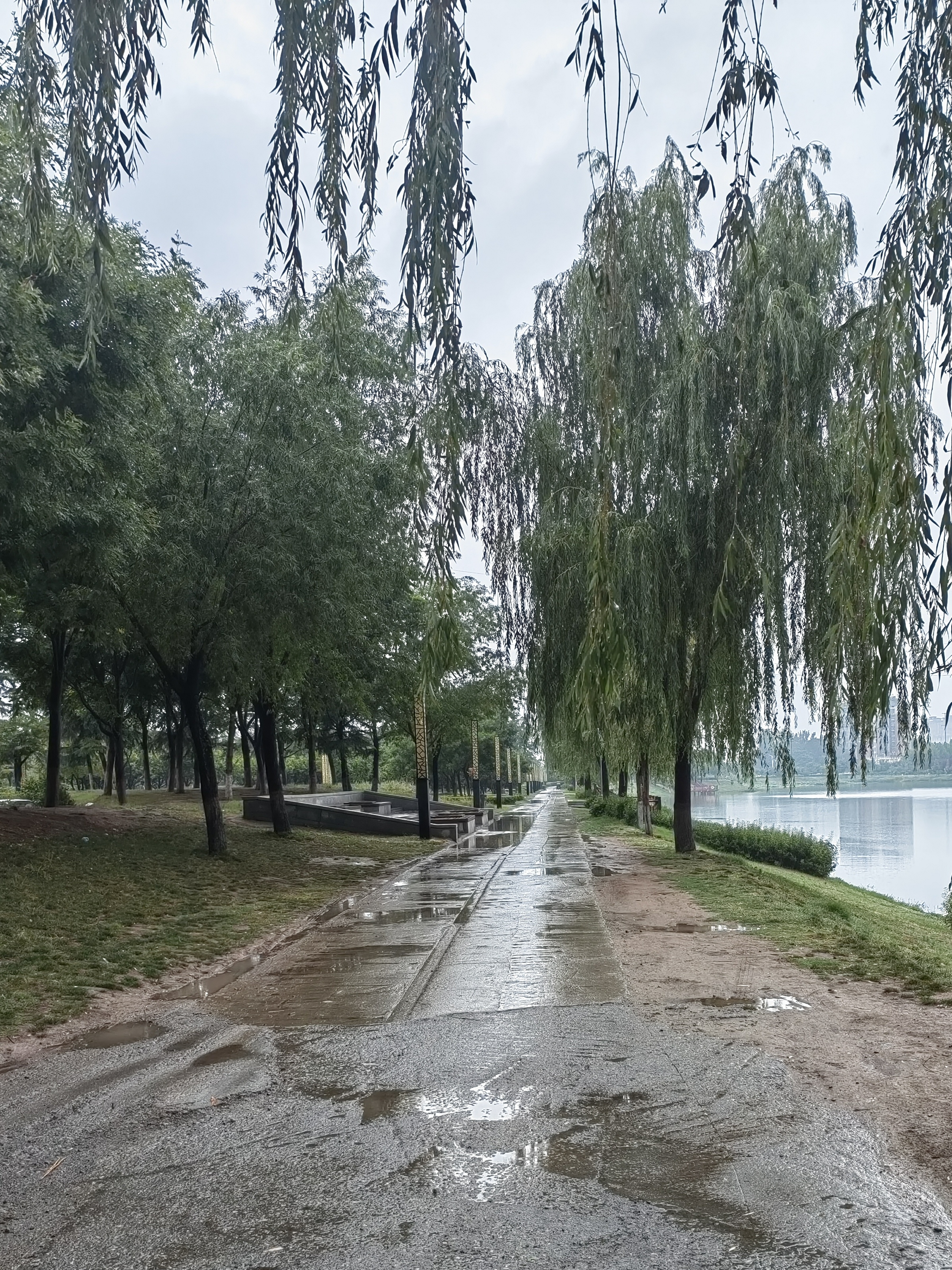 了沉思,  预报的中雨像一个调皮的孩子,  乘坐着黑色的云彩姗姗来迟