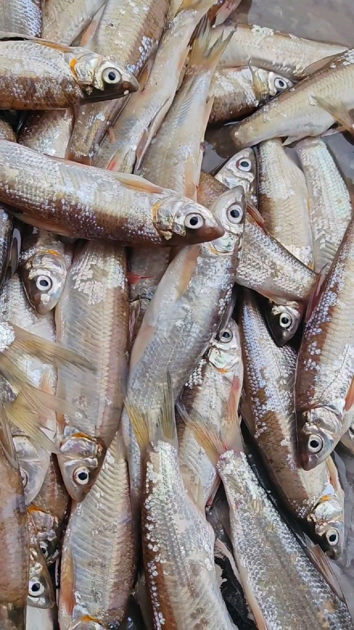 东北江板黄鱼,鱼鳞铮亮眼睛却黑,嘎嘎新鲜,煎着吃炸着吃老香啦-度小视