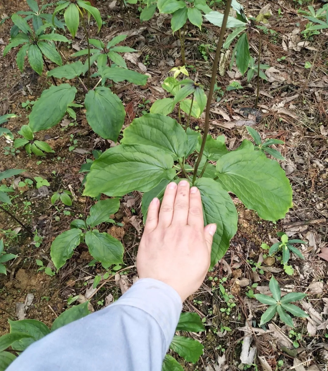 叶子的野生植物有哪些百节藕树图片农村带刺的野生植物最贵羊角七草药