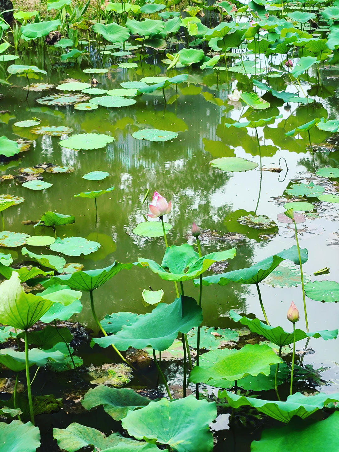 番禺南区公园夏荷初放