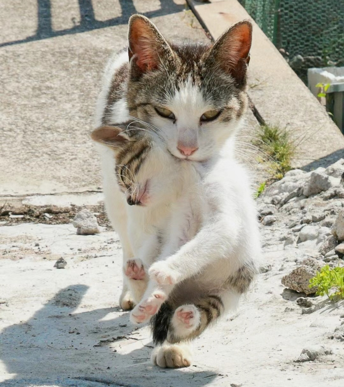 大猫叼小猫图片