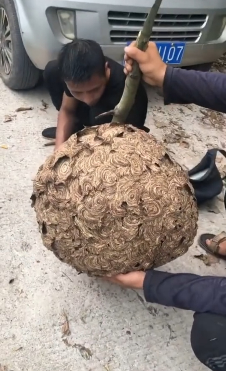 人头蜂蜂窝图片大全图片