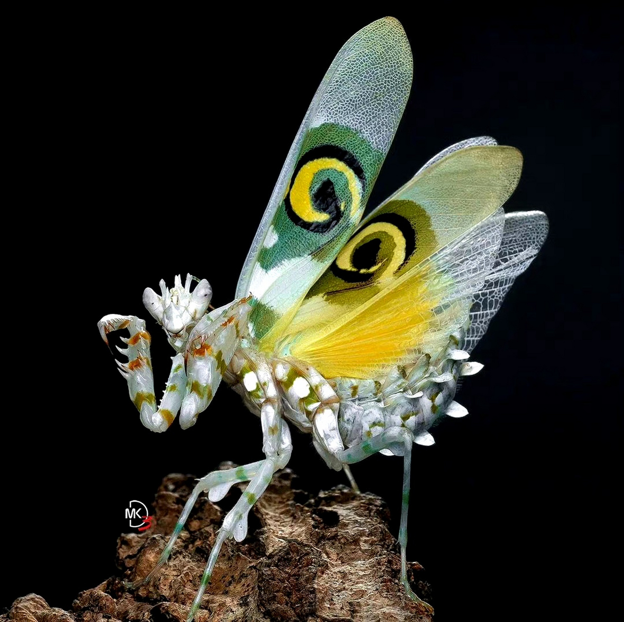 分享一组刺花螳螂展示照片,它个性温顺,因其全身布满荆刺,像朵刺花而