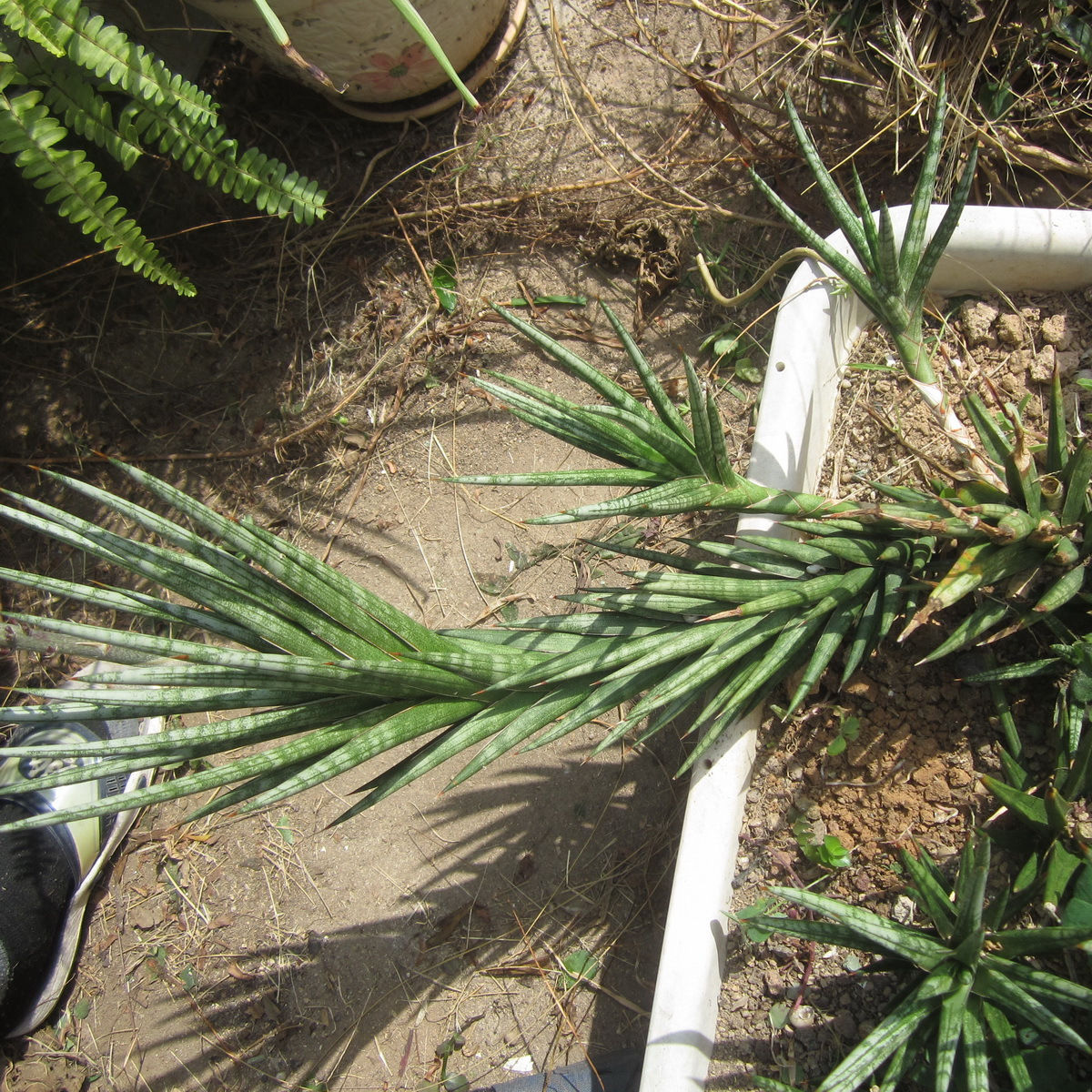 巨型狐狸尾巴虎皮兰(sansevieria francisii),作为泰国稀有品种的