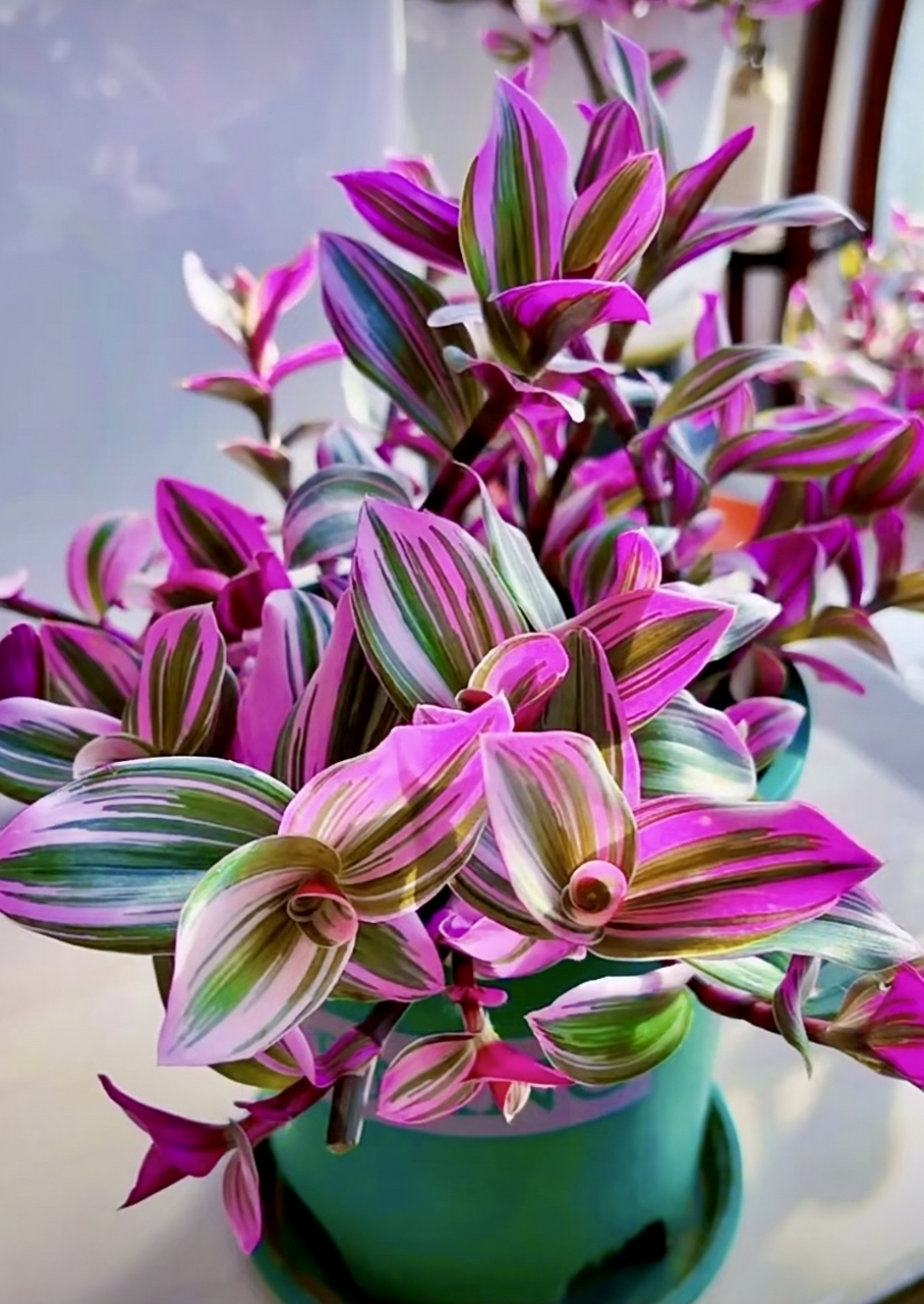 请记住它的名字,叫婚礼油画吊兰,一个月浇一次水就好.