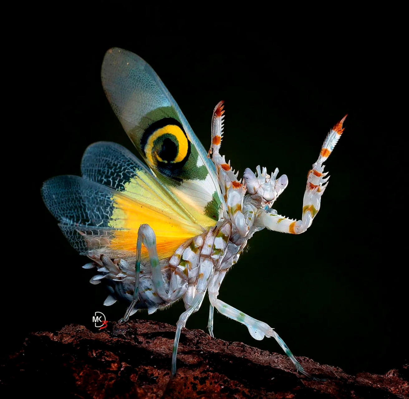 分享一组刺花螳螂展示照片,它个性温顺,因其全身布满荆刺,像朵刺花而