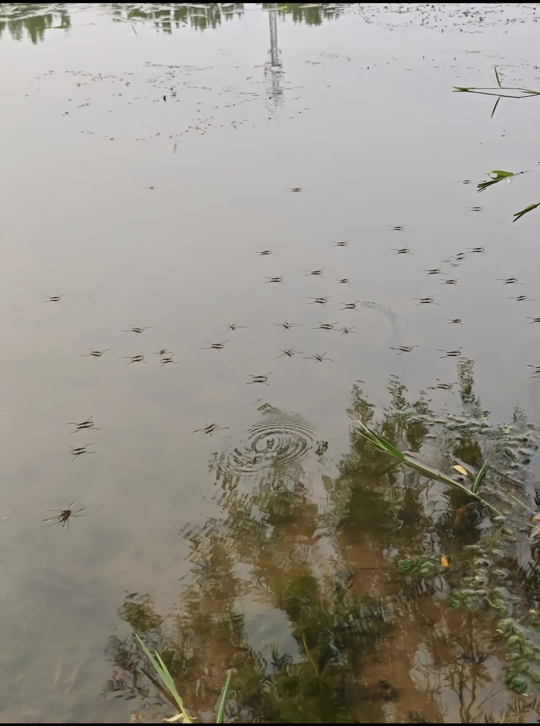 这种在水面跑的虫子!学名叫什么!