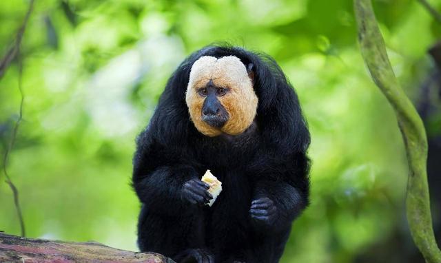 回顾:农村传闻中的"老猫猴",专门吃小孩,最终在江苏被发现?