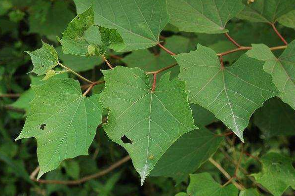 如何种植"八角枫"?产地在哪里?