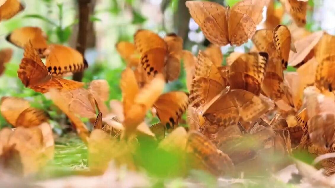 云南绿色蝴蝶大爆发,每天羽化百万只,是什么品种?会有毒吗?