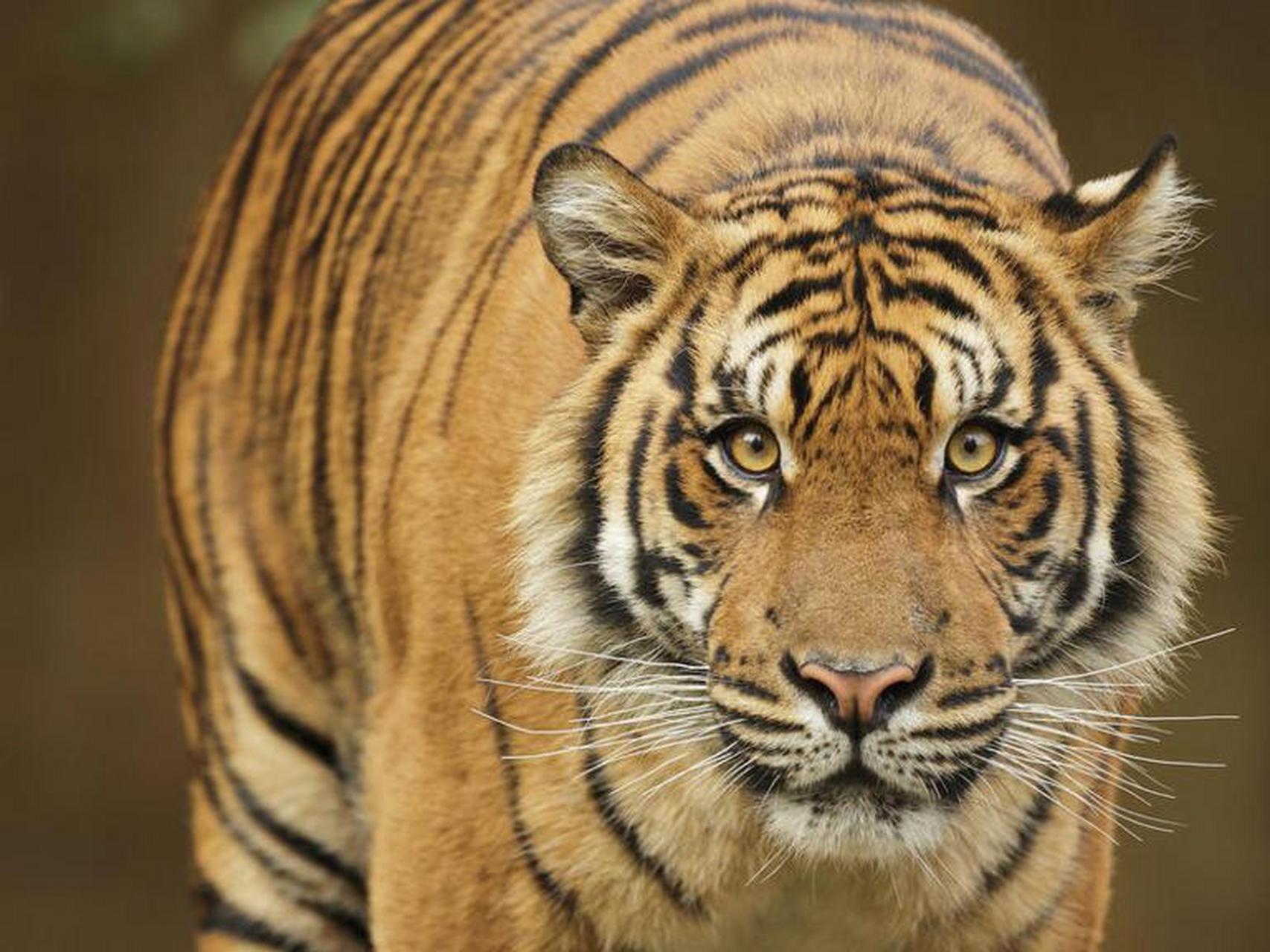 世界上的美丽动物:苏门答腊虎 (sumatran tiger)  苏门答腊虎不仅精致