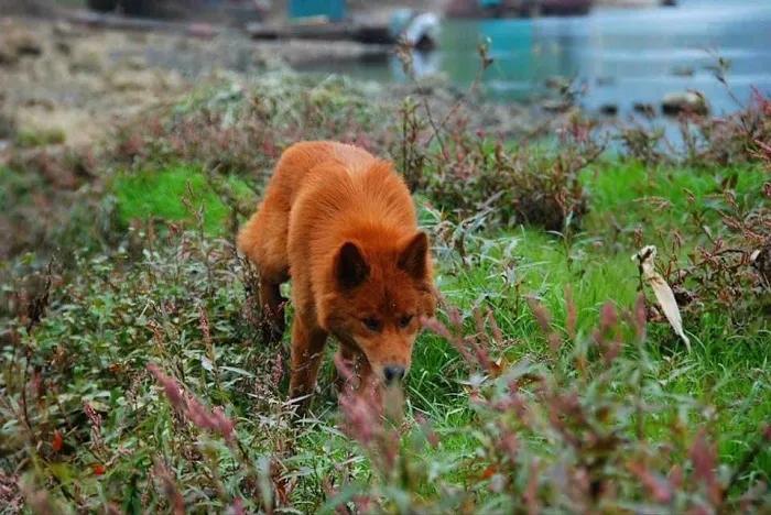 2018年,男子花3万买到一只红毛狗,养了四年富商出价35万都不卖