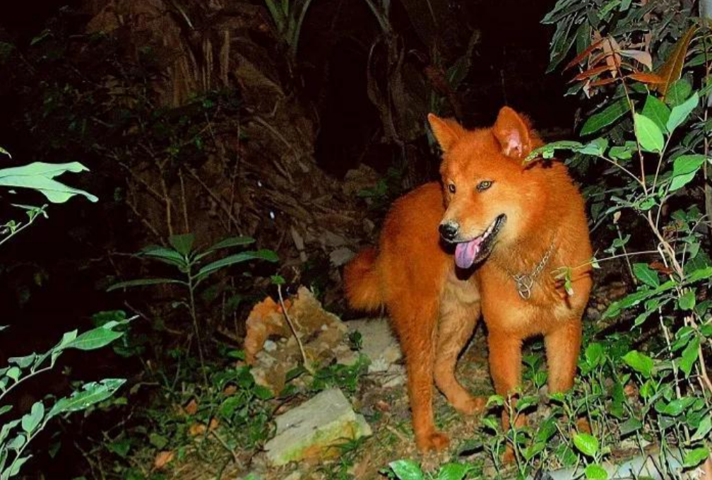 2018年,男子花3万买到一只红毛狗,养了四年富商出价35万都不卖