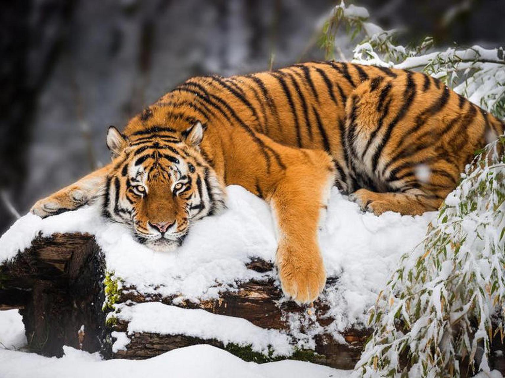 世界上的美丽动物:东北虎 (siberian tiger)  许多人认为东北虎是地球