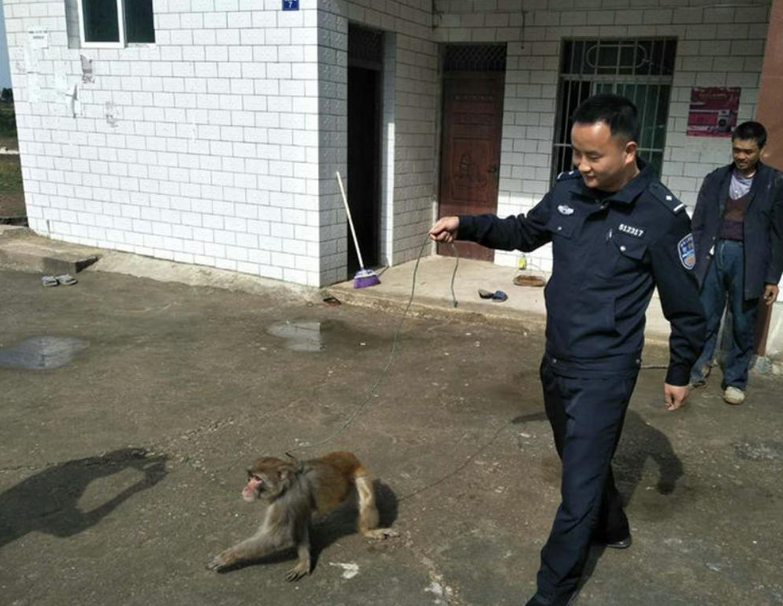 吕飞与猴娃相识是在十年前,那会黔灵山猴子被盗,吕