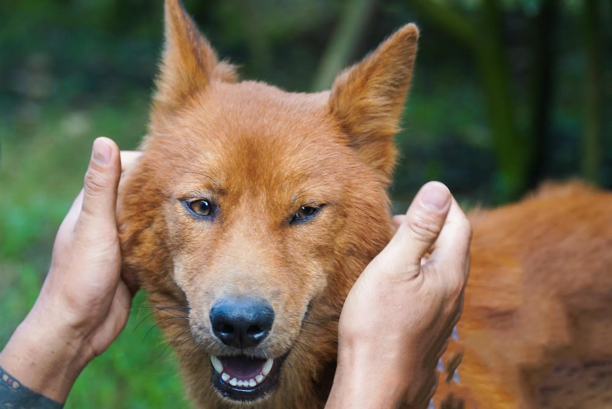 2018年,男子花3万买到一只红毛狗,养了四年富商出价35万都不卖