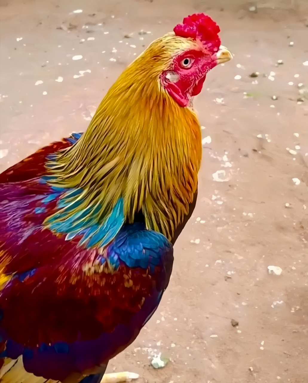 这简直就是公鸡中的"战斗机"呀,都快赶上凤凰啦,那叫一个漂亮得不像话