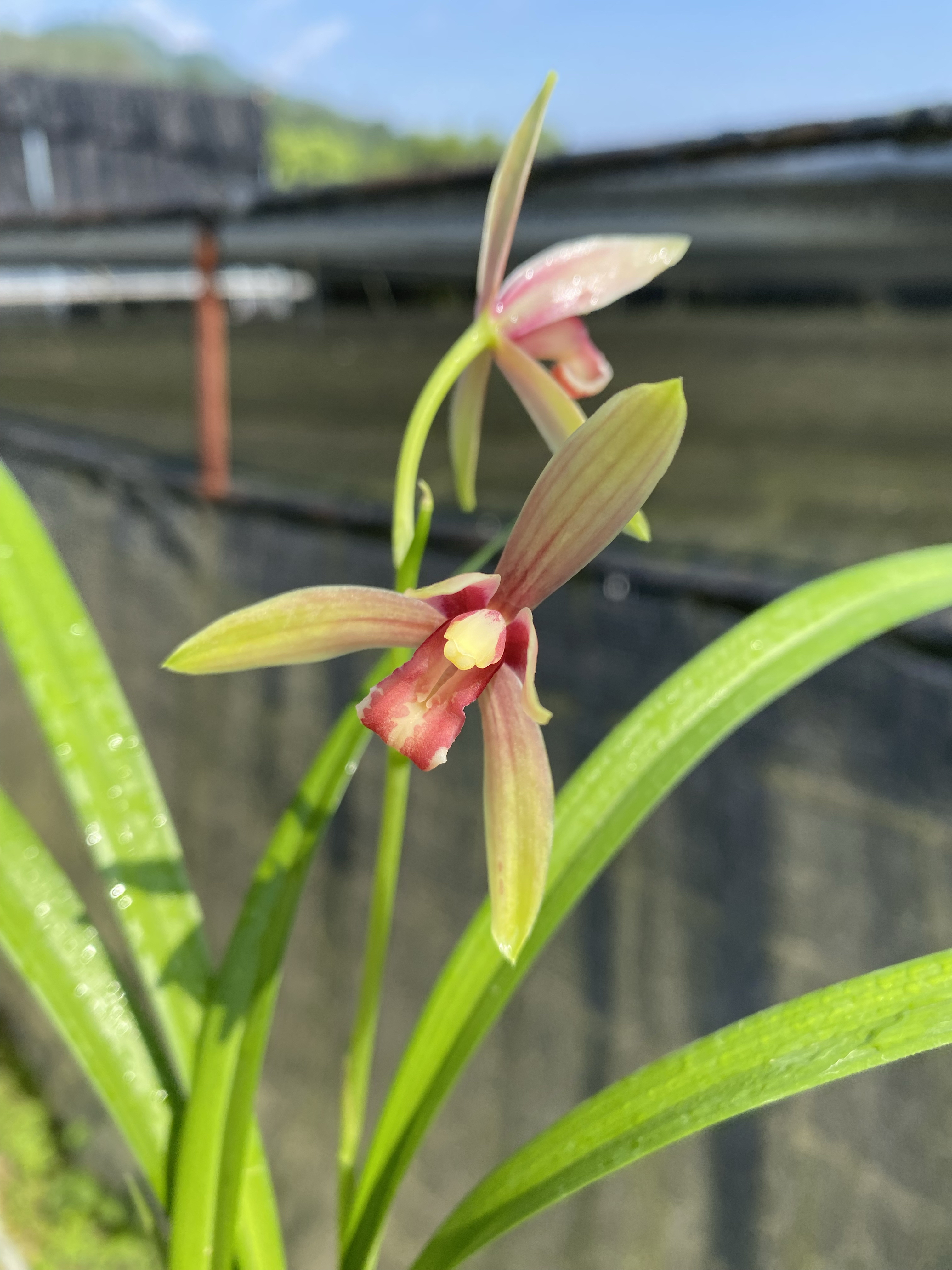 建兰小草型秋水伊人