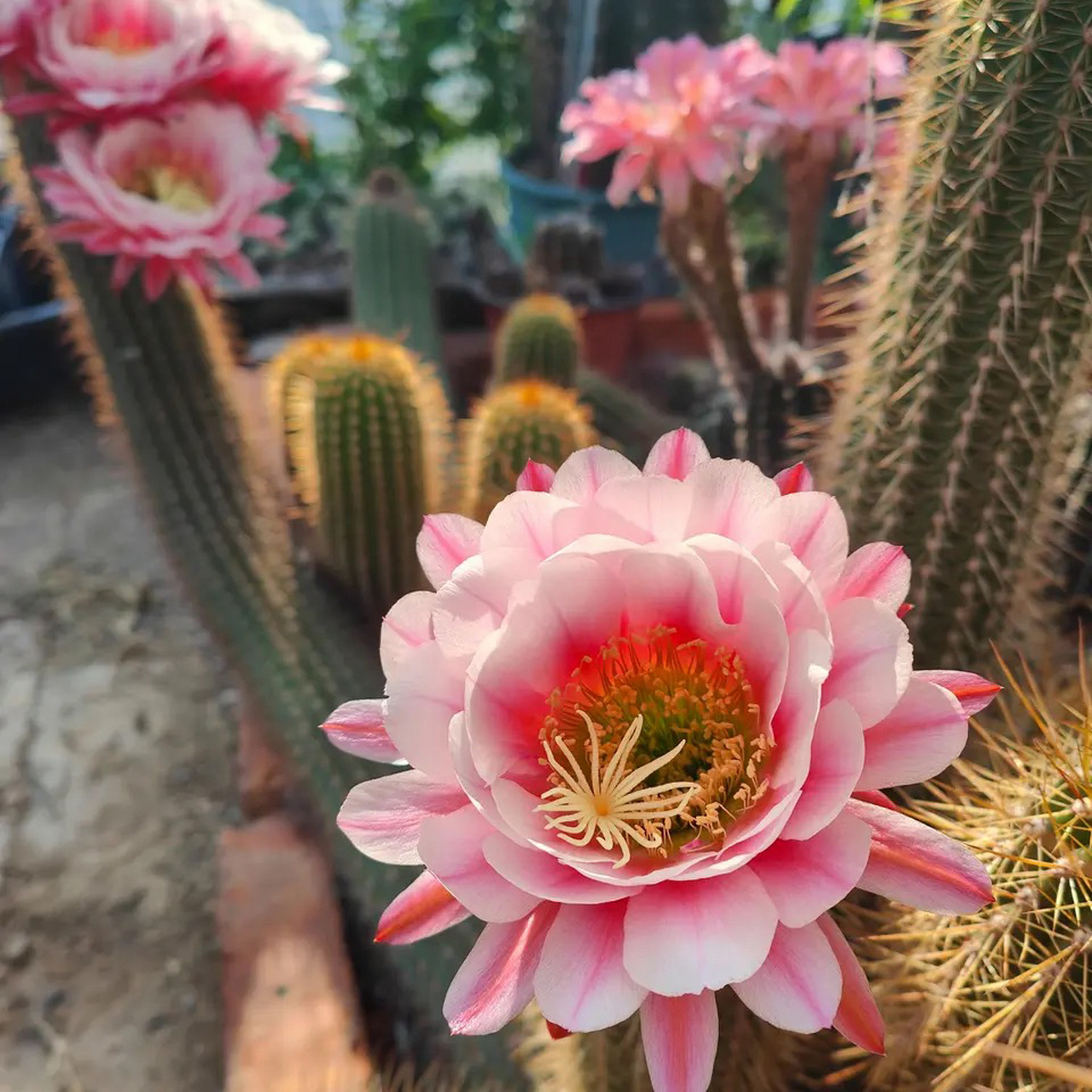 仙人柱开花,这也太美了吧～#动态连更挑战